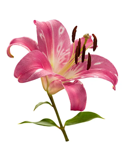 Cabeza de flor de lirio rosa — Foto de Stock