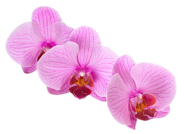 Pink orchid isolated — Stock Photo, Image