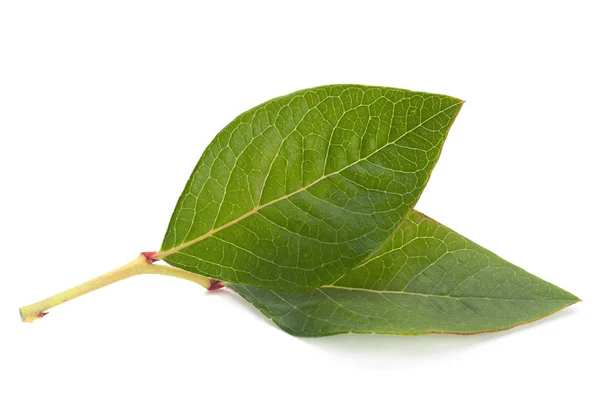 Blueberry leaf — Stock Photo, Image