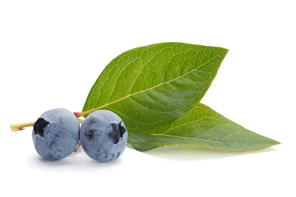 Bosbessen fruit met blad — Stockfoto