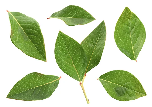 Blueberry leaf set — Stock Photo, Image