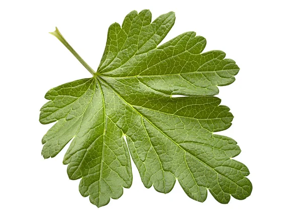 Krusbär leaf närbild — Stockfoto