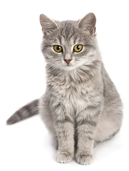 Gray cat sitting on white — Stock Photo, Image