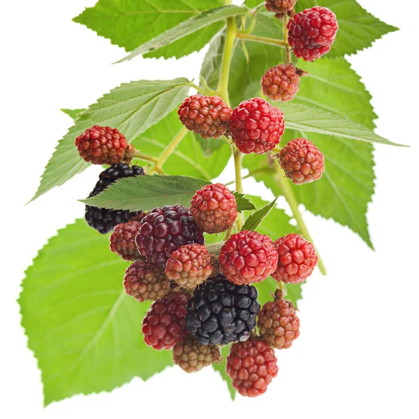 BlackBerry frukt gäng med blad — Stockfoto