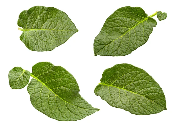 Potato leaf set isolated — Stock Photo, Image