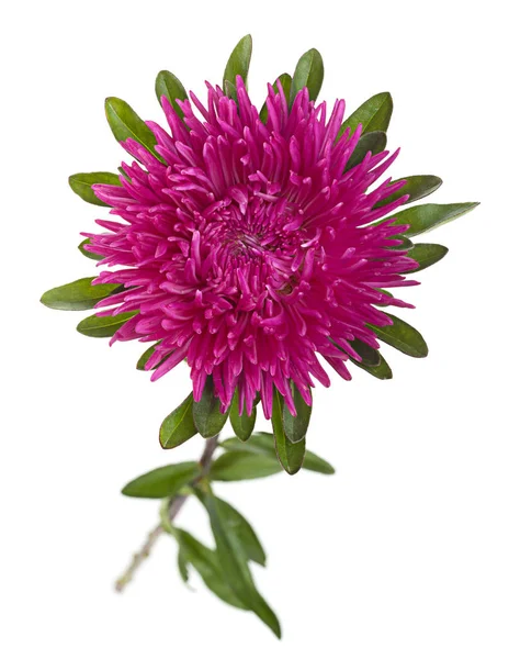 Aster testa di fiore — Foto Stock