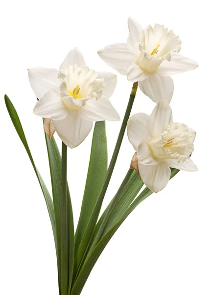 Narcissus flower on white — Stock Photo, Image