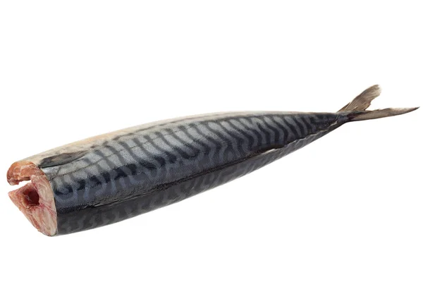Морская рыба-макрель — стоковое фото
