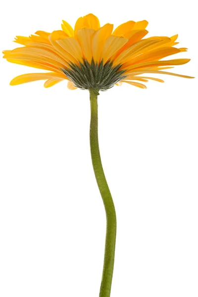 Yellow gerbera flower on white — Stock Photo, Image