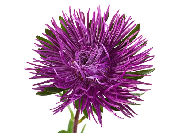 Violeta aster flor primer plano — Foto de Stock