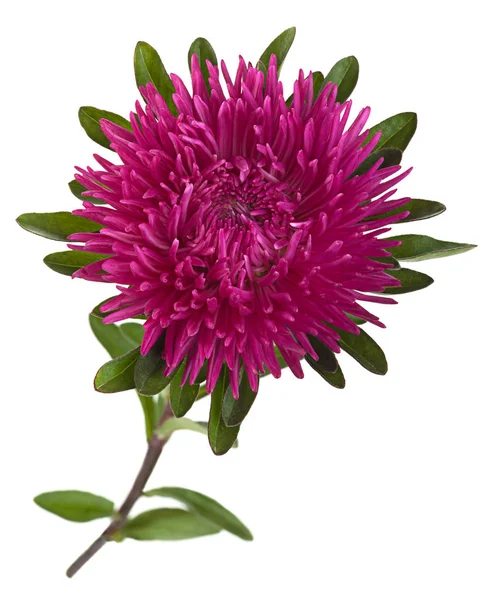 Aster testa di fiore — Foto Stock