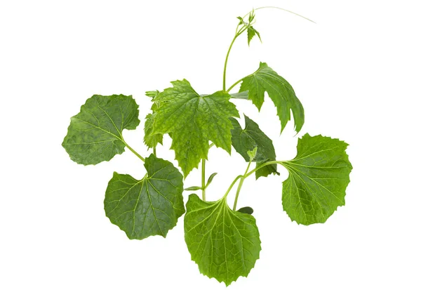 Momordica hoja joven sobre blanco — Foto de Stock