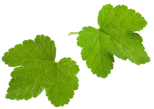 Hoja de grosella sobre blanco —  Fotos de Stock