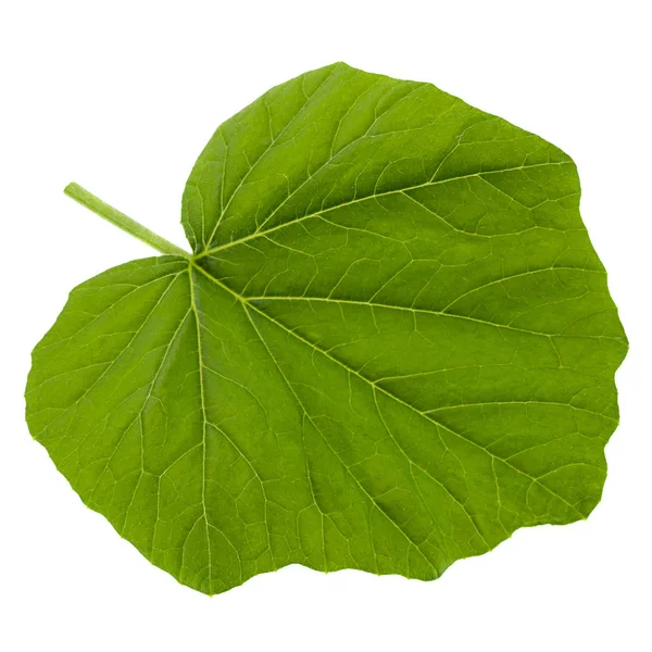 Hoja de calabaza joven sobre blanco — Foto de Stock