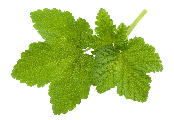 Hoja de grosella sobre blanco — Foto de Stock