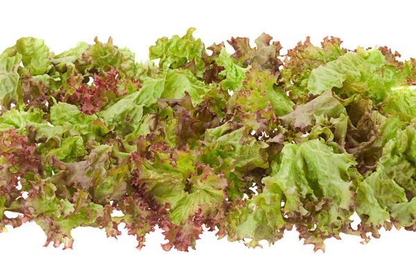 Erva de salada encaracolada em branco — Fotografia de Stock