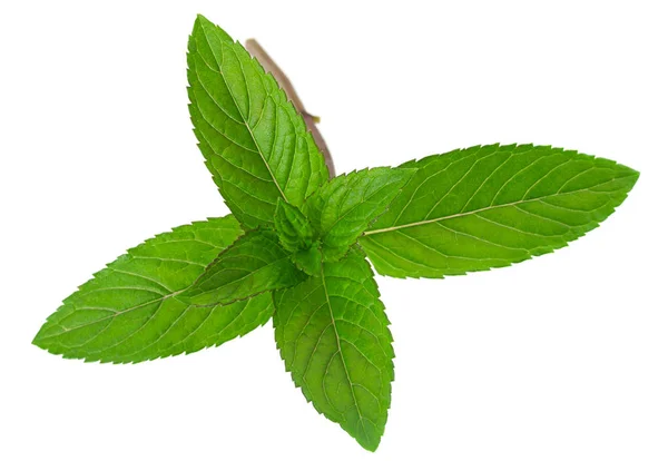 Daun Peppermint di atas putih — Stok Foto