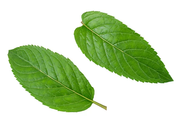 Hoja de menta sobre blanco — Foto de Stock