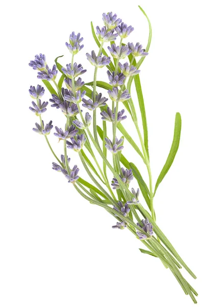 Flor de planta de lavanda — Foto de Stock