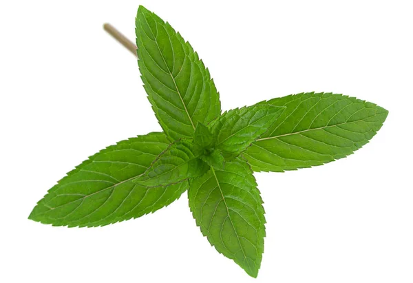 Hoja de menta sobre blanco — Foto de Stock