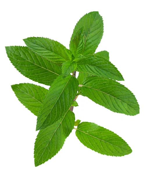 Peppermint blad på vit — Stockfoto