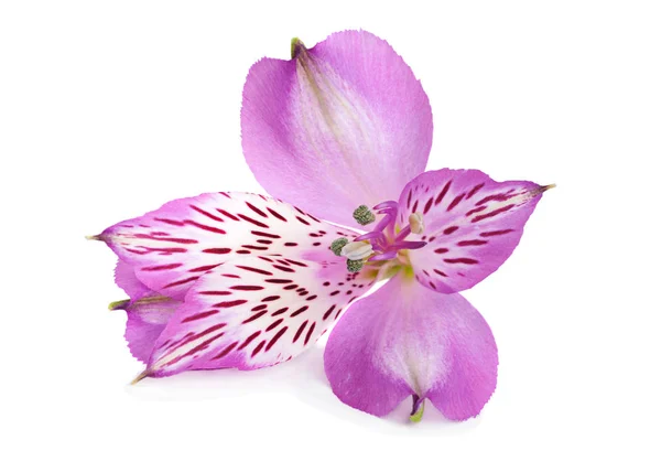 Alstremeria głowa kwiat — Zdjęcie stockowe