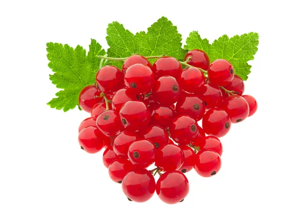 Ribes rosso su bianco — Foto Stock