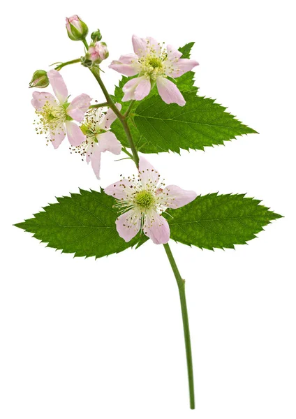 Blossom Blackberry on white — стоковое фото