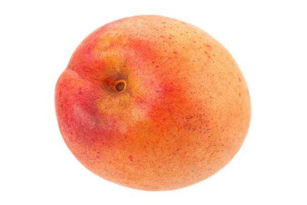 Fruto de damasco em branco — Fotografia de Stock