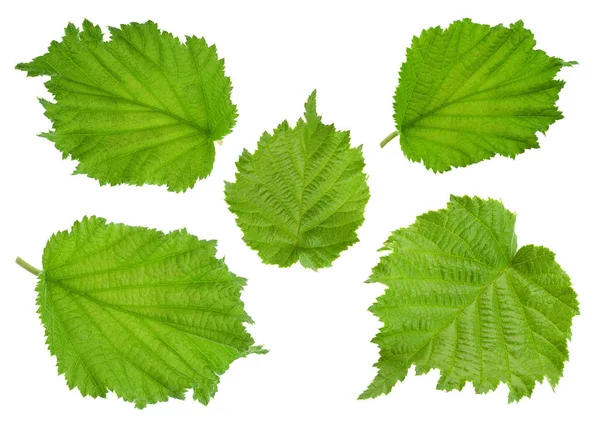 Hoja de avellana en blanco — Foto de Stock