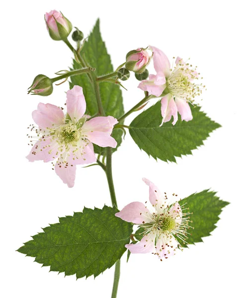 A fehér virág blackberry — Stock Fotó
