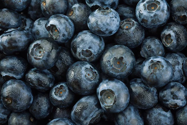 Blueberry részletes háttér — Stock Fotó