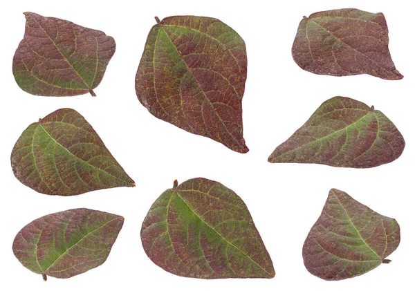 Violet bean leaf collection — Stock Photo, Image