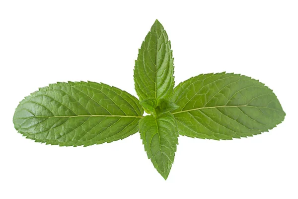 Hoja de menta sobre blanco — Foto de Stock