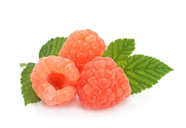 Rose raspberry on white — Stock Photo, Image