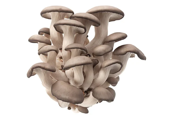 Cogumelo de ostra em branco — Fotografia de Stock