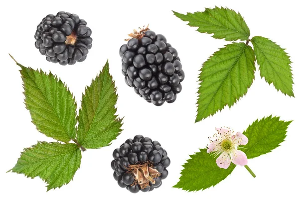 Blackberry фрукты и цветы — стоковое фото