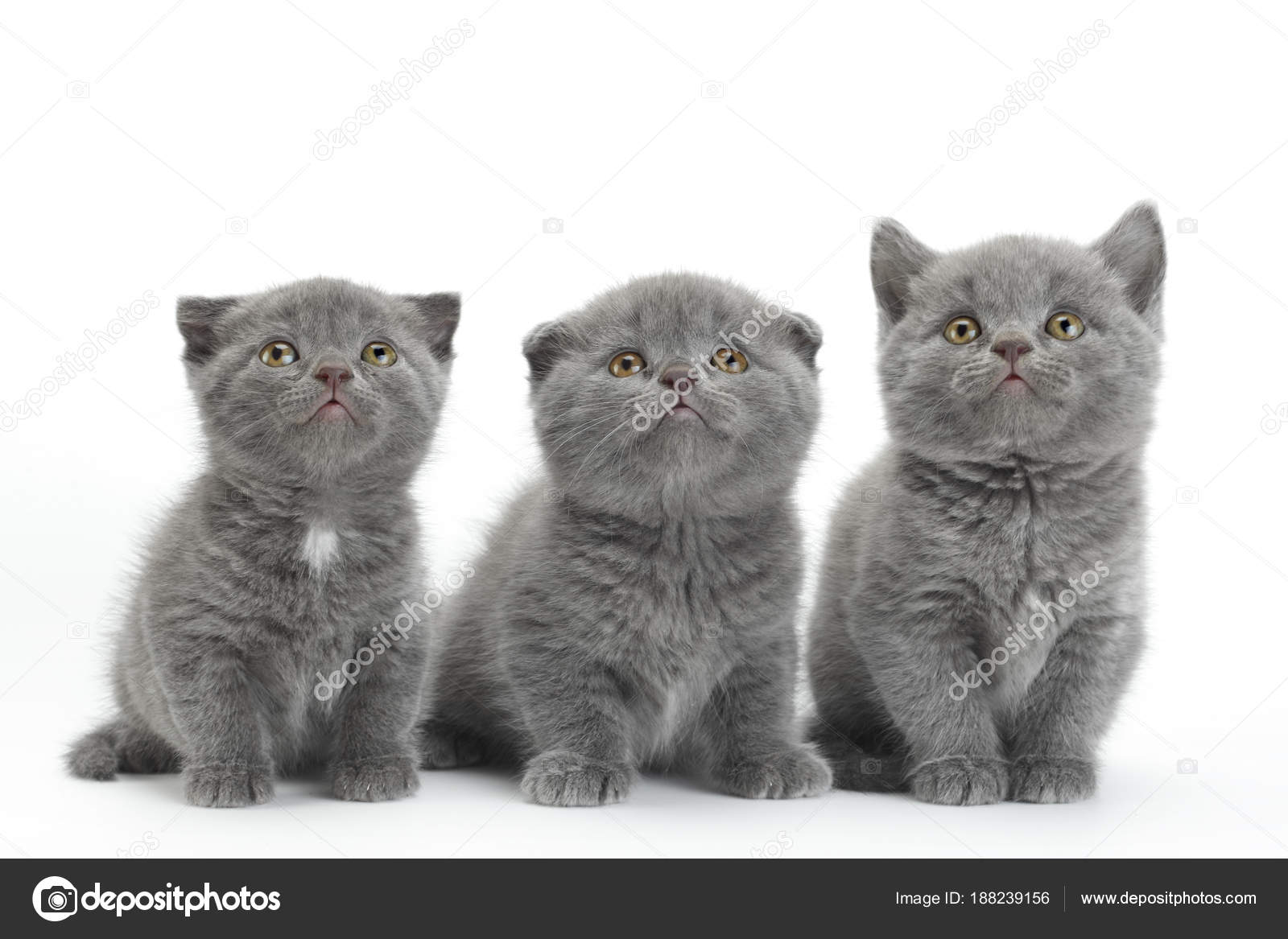 Chat Scottish Fold Gris Photographie Jimbo3904 188239156