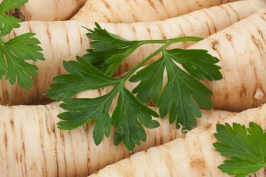 Parsley vegetable root closeup clipart