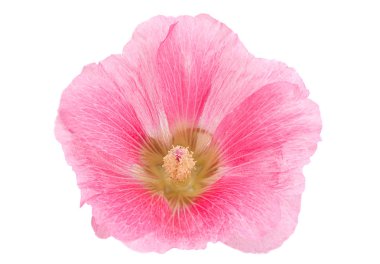Pink hollyhock flower closeup clipart