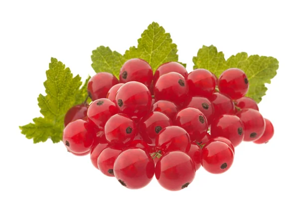 Red currant on white — Stock Photo, Image