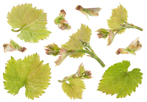 Conjunto de piezas de uva — Foto de Stock