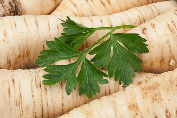 Closeup zeleniny kořenové petržele — Stock fotografie