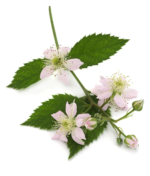 Flor de mora en blanco — Foto de Stock