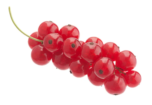 Red currant on white — Stock Photo, Image