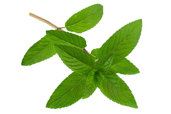 Hoja de menta sobre blanco — Foto de Stock