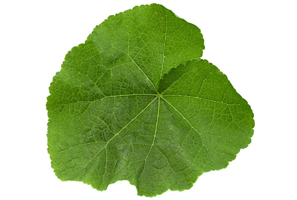 Malva leaf on white — Stock Photo, Image