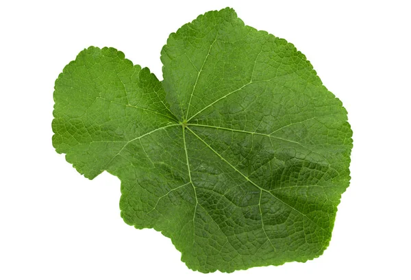 Malva blad på vit — Stockfoto