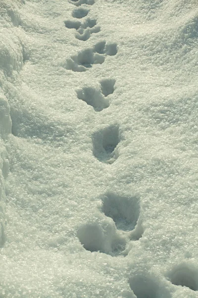 Pista per gatti nella neve — Foto Stock