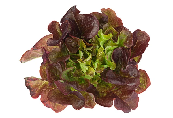 Oakleaf saláta saláta — Stock Fotó